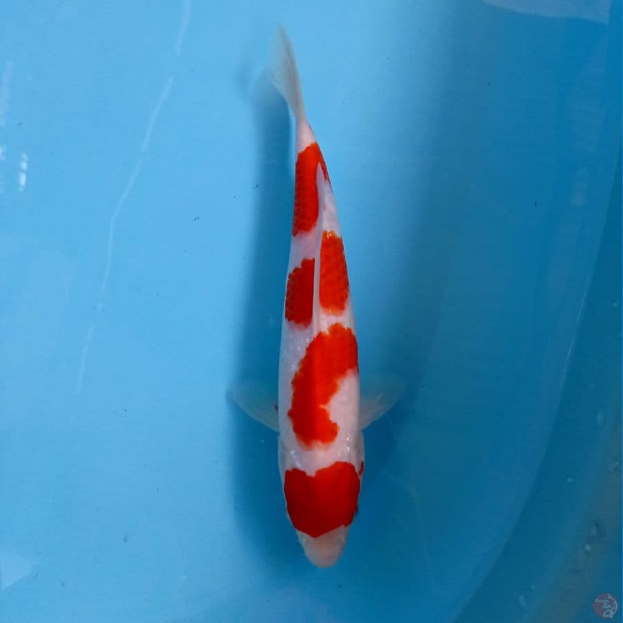 kohaku, 25 cm
