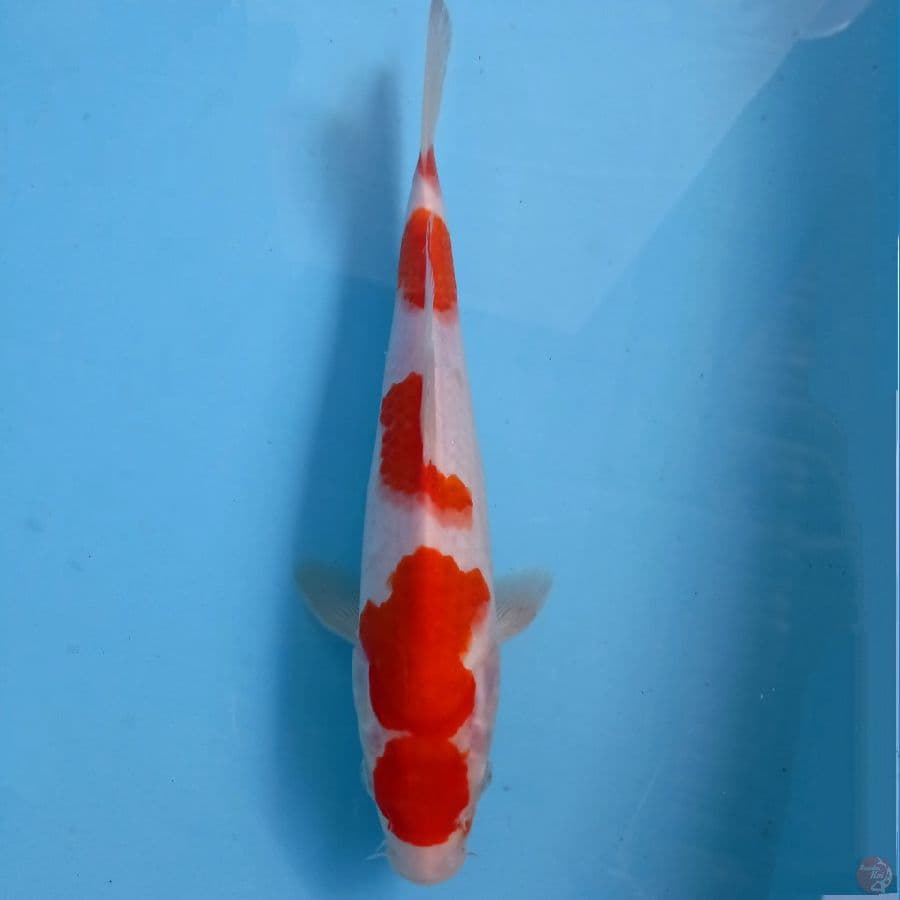 kohaku, 29 cm