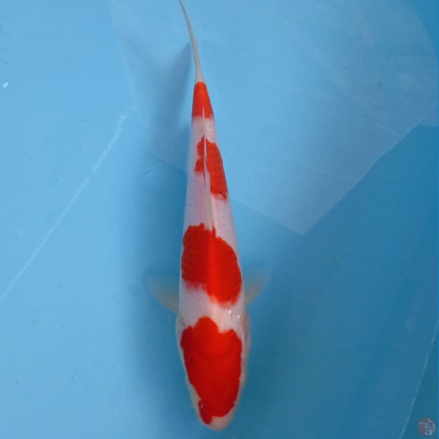 kohaku, 22 cm