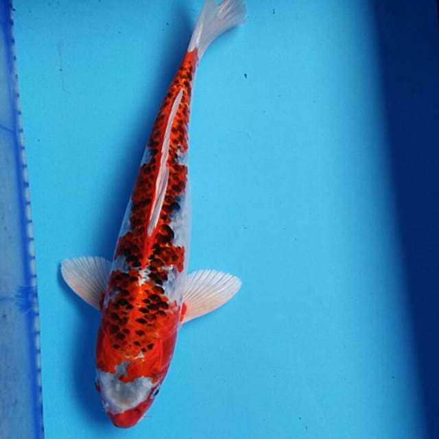 Kujaku 41cm male