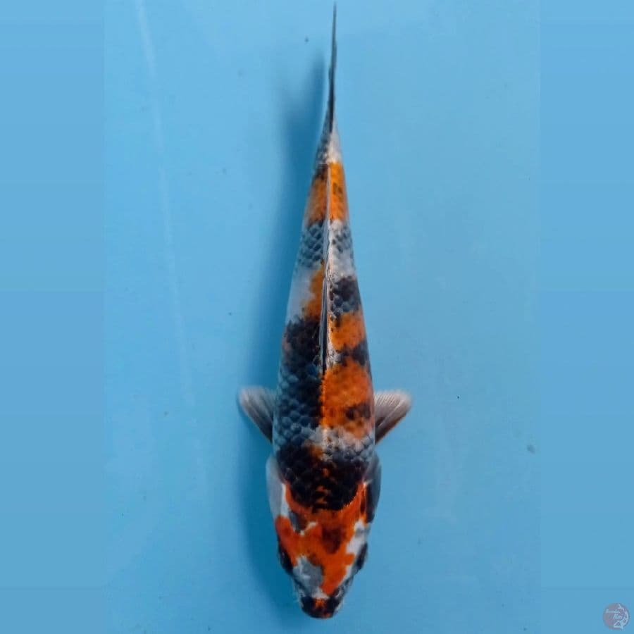 kin showa, 20 cm