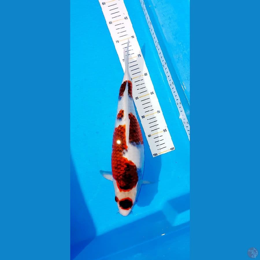 Maruten Ai Koromo 40 cm Show Quality