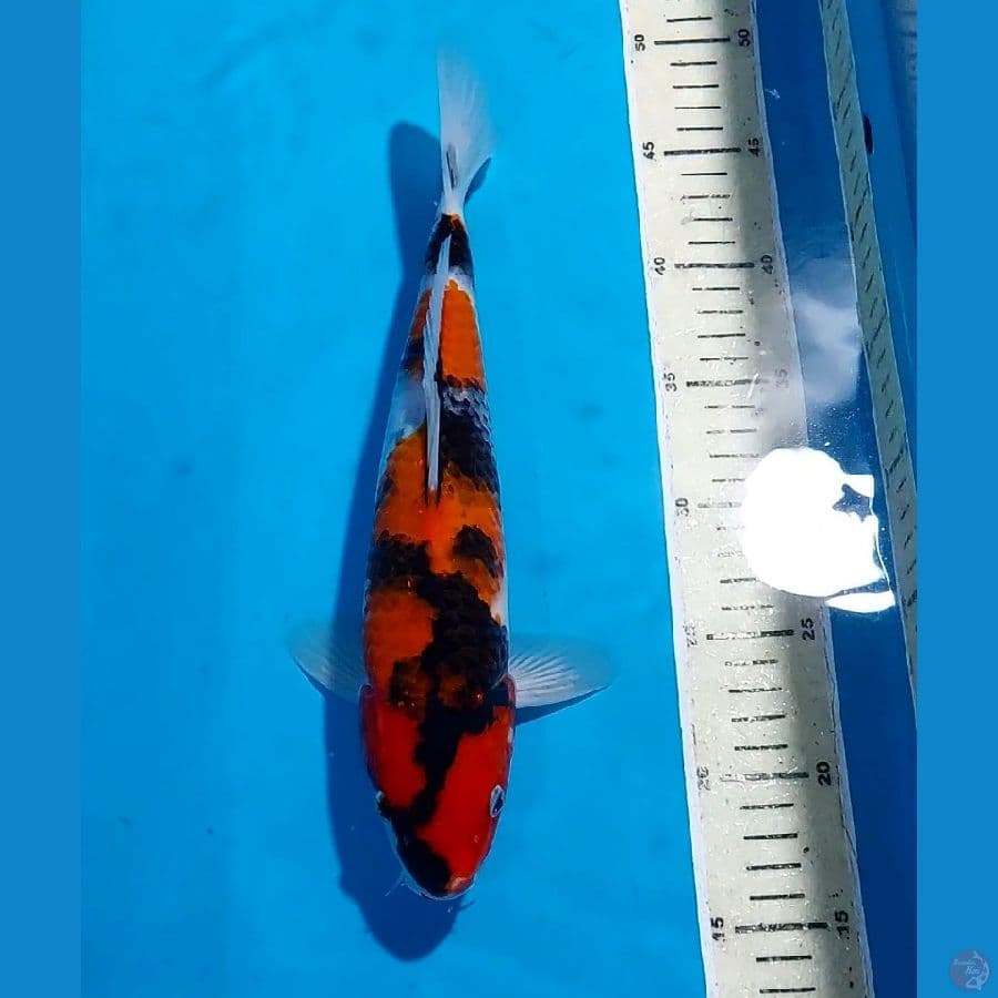 SHOWA 31 CM
