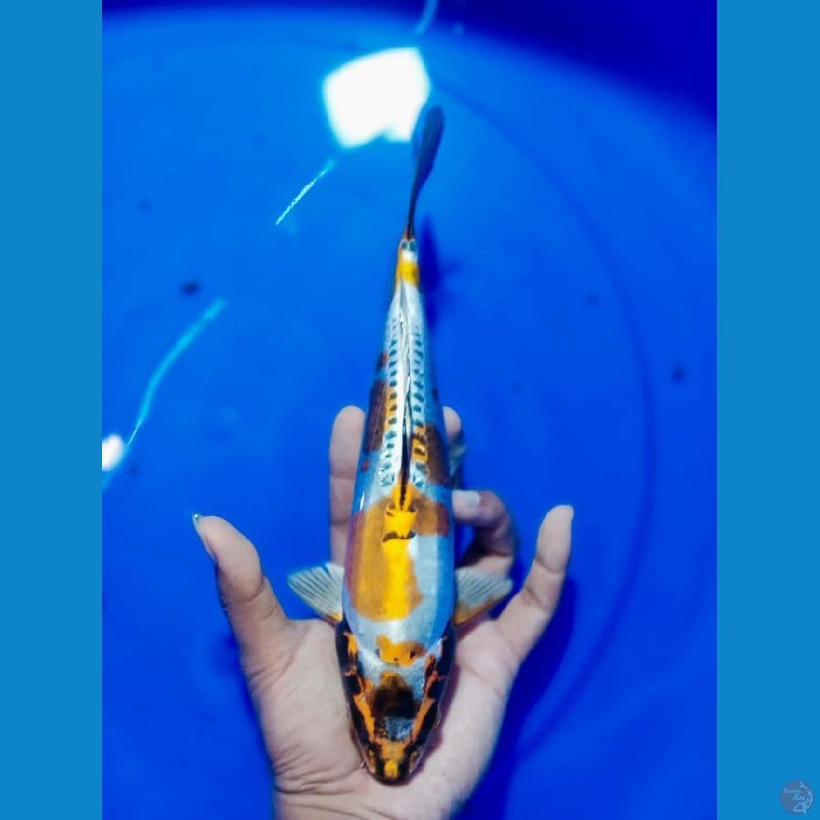 kiko HQ 27 cm
