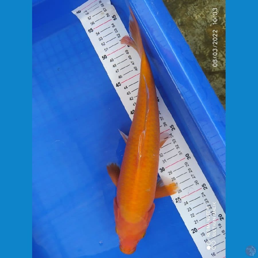 karasi menggo 35 cm punuk