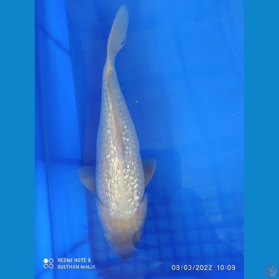 soragoi ginrin super bulky 30 cm
