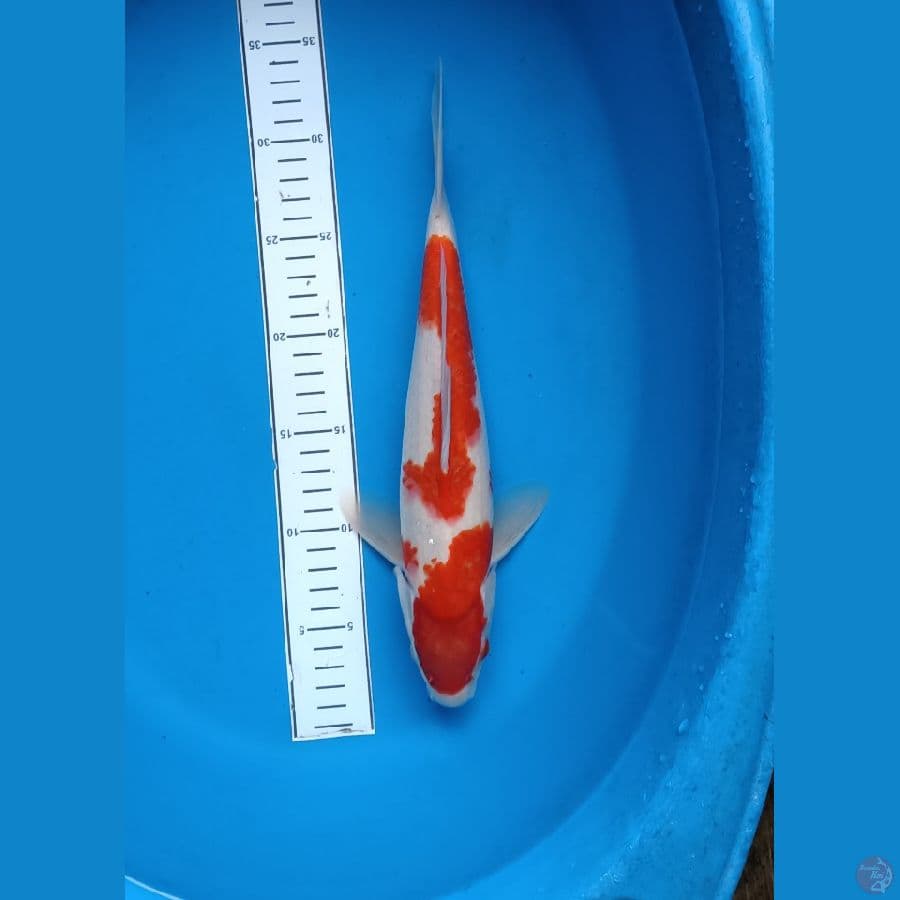 kohaku