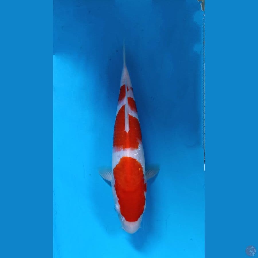 kohaku 27cm