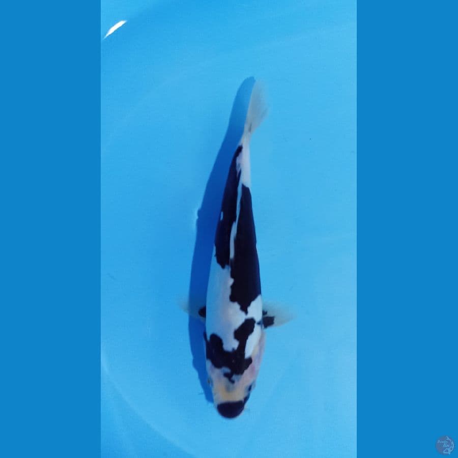 shiro doitsu 25cm