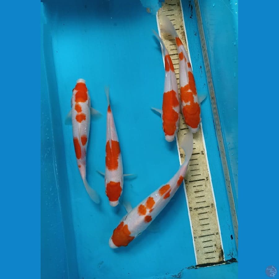 mix kohaku 22up