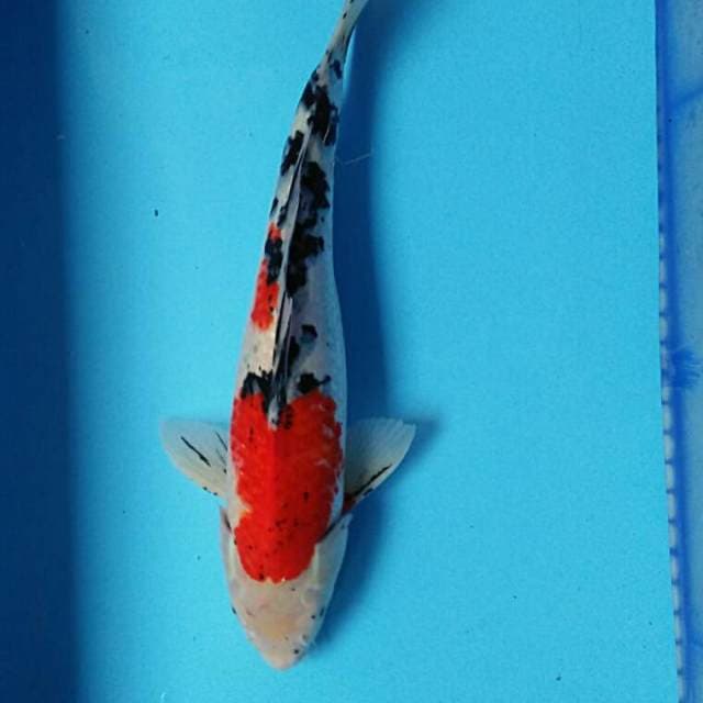 Sanke bosu 44cm male