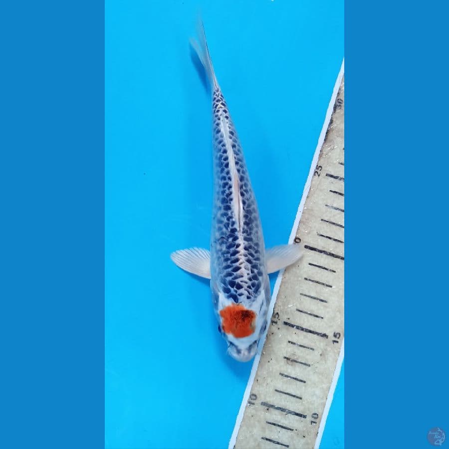 tancho kujaku 20cm