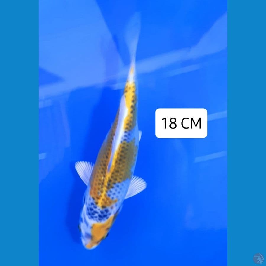 Kujaku 18 CM