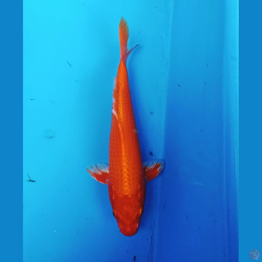 orenjie ogon 30bu