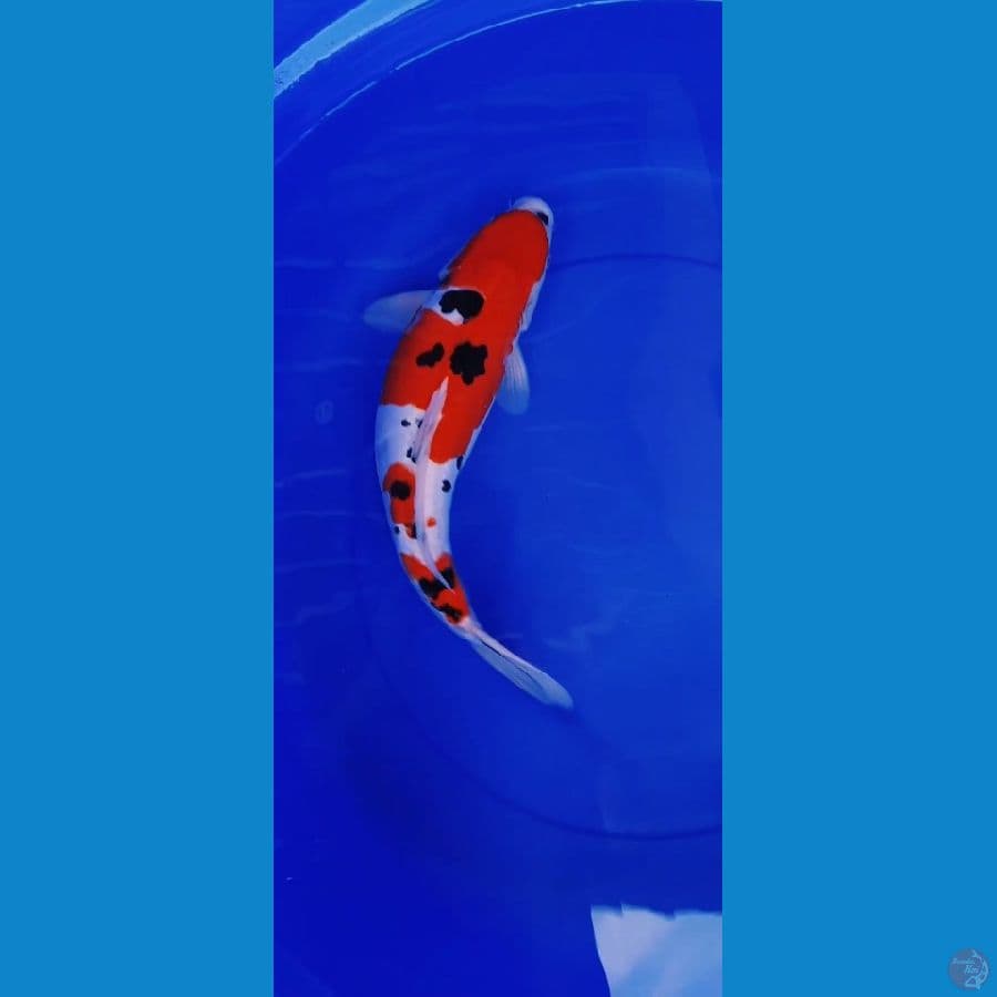 Sanke Doitsu 35cm
