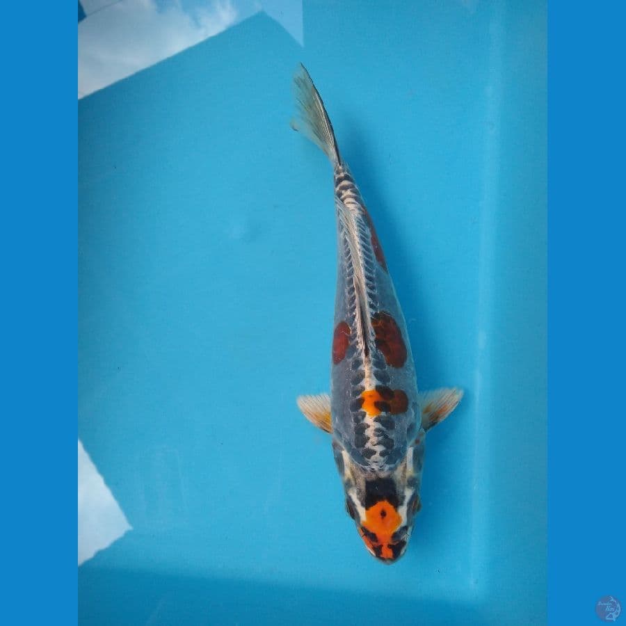maruten kiko 27cm punuk