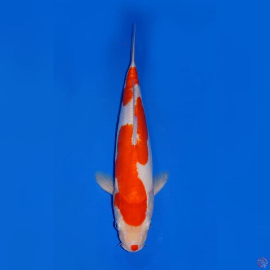 KOHAKU DOITSU INAZUMA 33CM