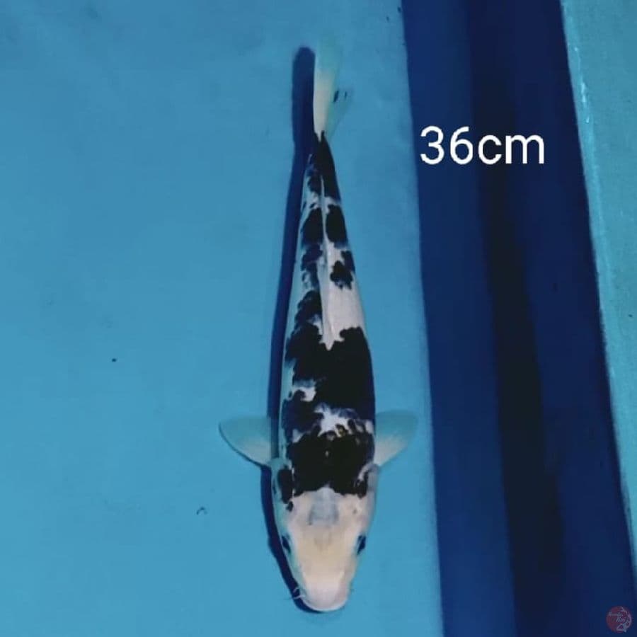 budo goromo 36cm