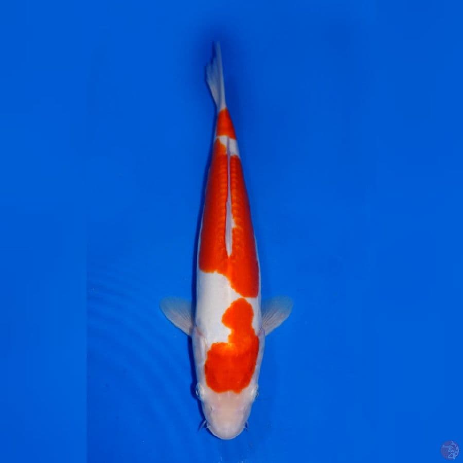 DOITSU KOHAKU 31CM