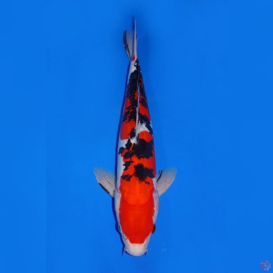 RED SOLID - SANKE DOITSU 34CM