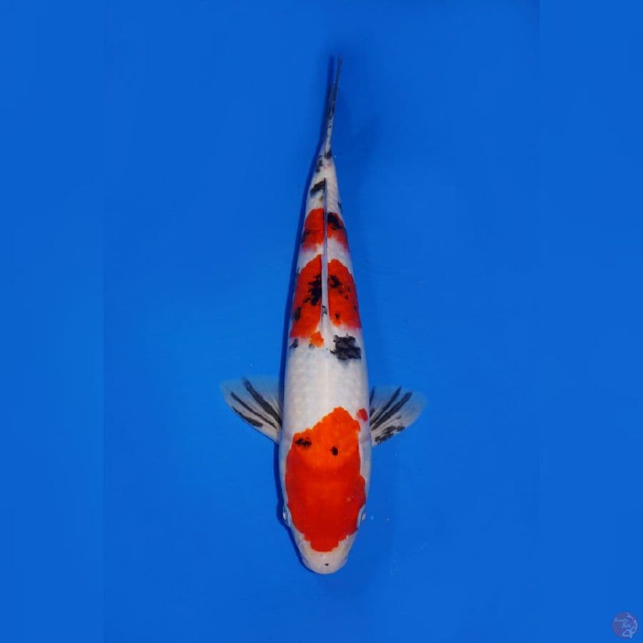 SANDAN SANKE 32CM