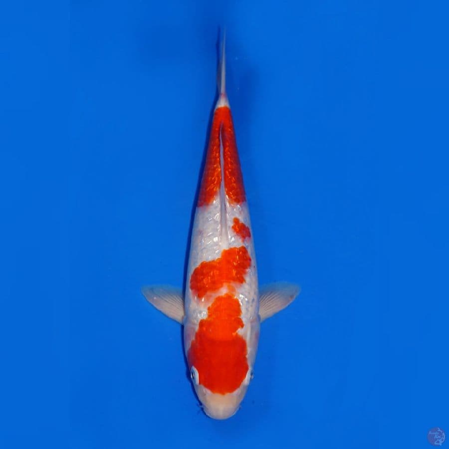 GINRIN KOHAKU RED 33CM