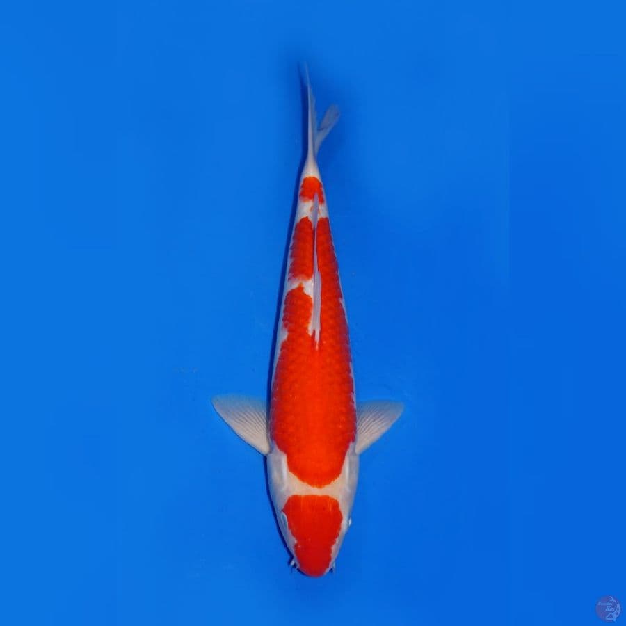 RED SOLID - MARUTEN KOHAKU SANDAN 34cm MALE