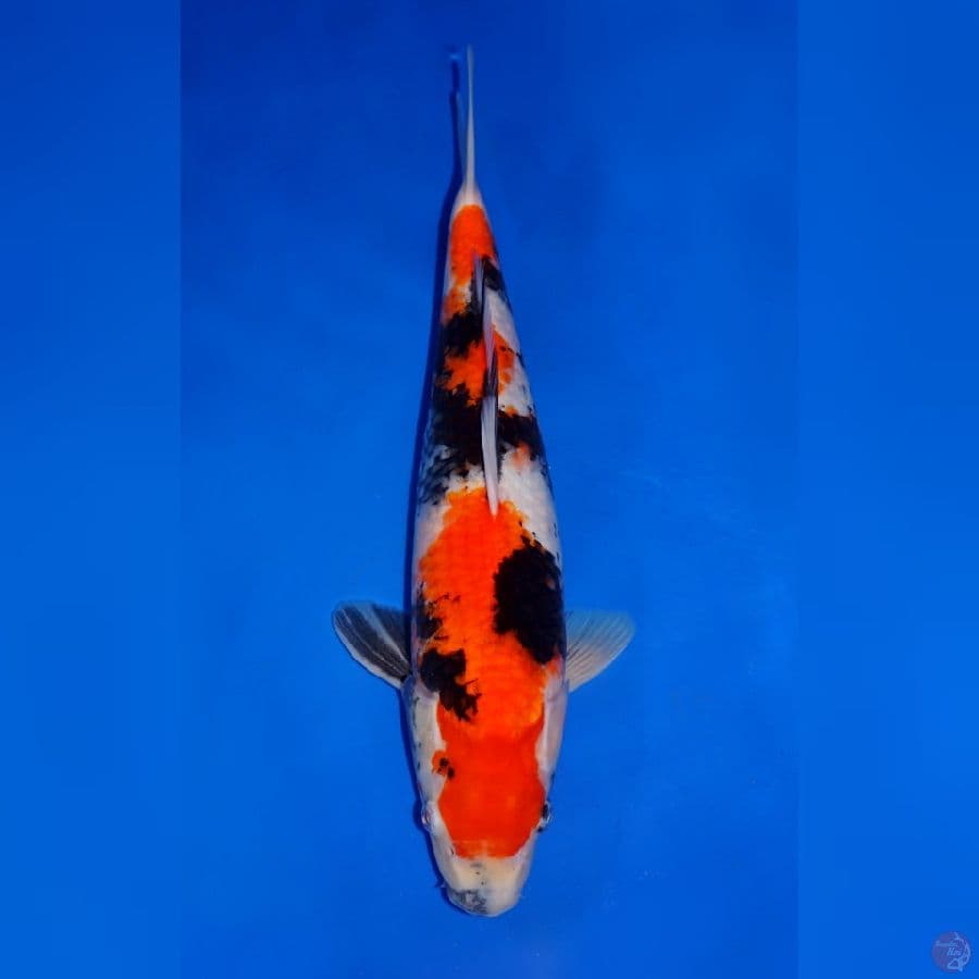 TATEGOI SHOWA HIGH QUALITY 37CM