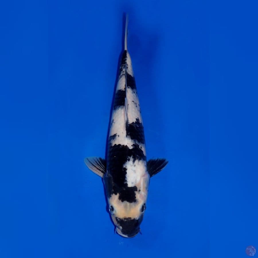 SHIRO ICHIMATSU 36CM