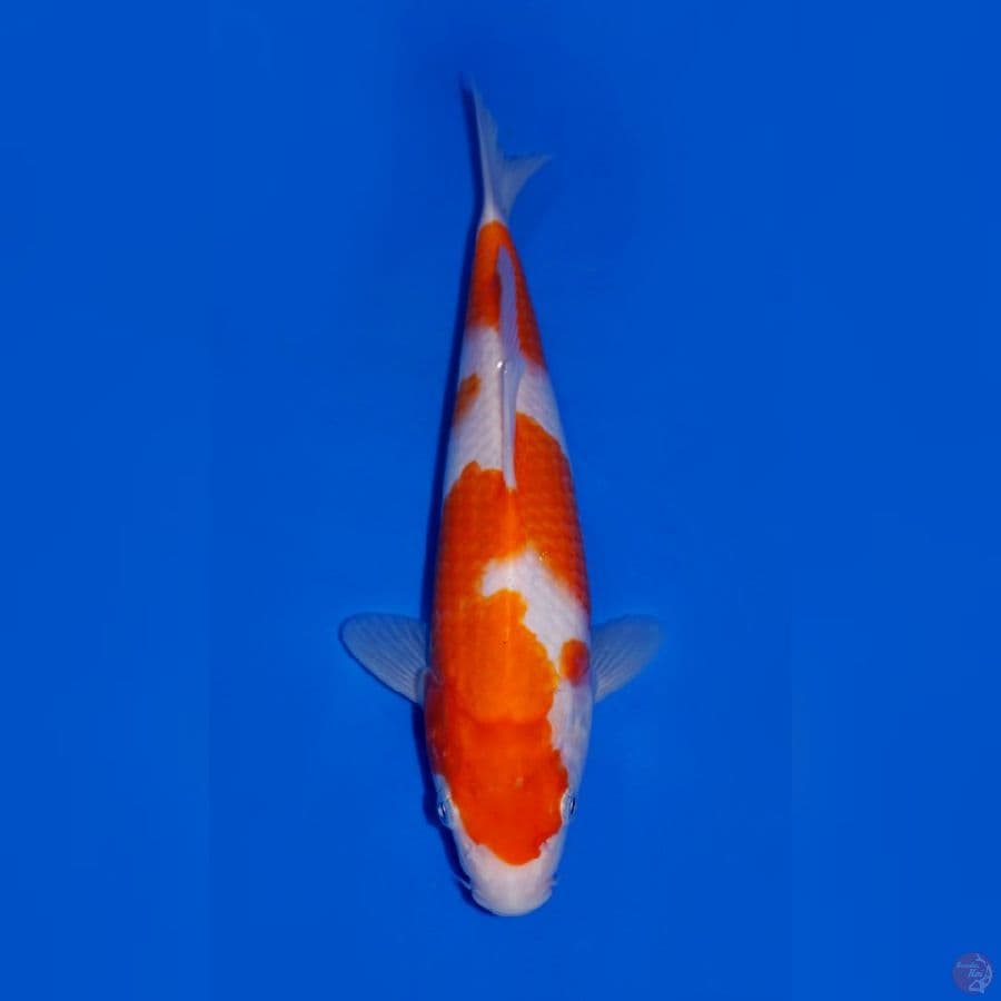 KOHAKU SANDAN 24CM