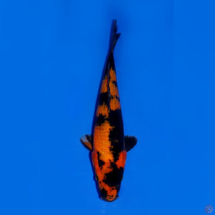 HI UTSURI 25CM