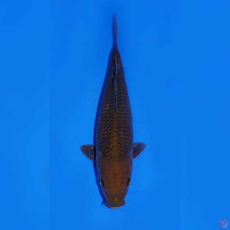 CHAGOI 25CM