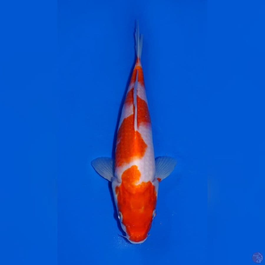 KOHAKU 24CM