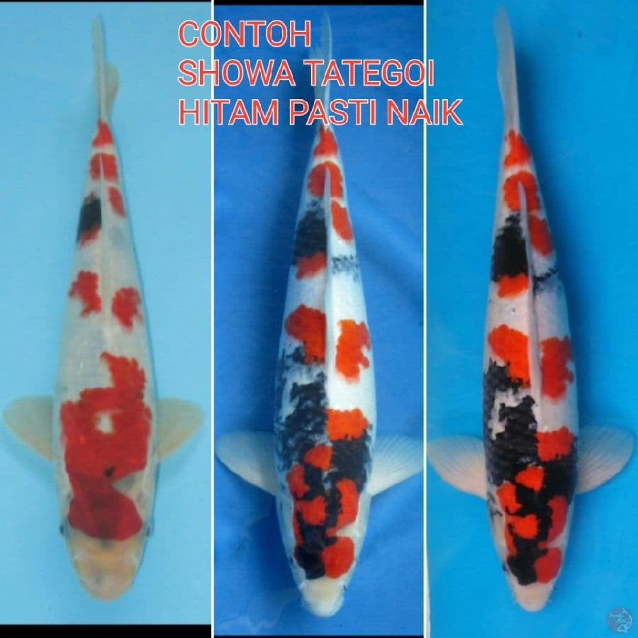 EVO - TATEGOI SHOWA 30CM MALE