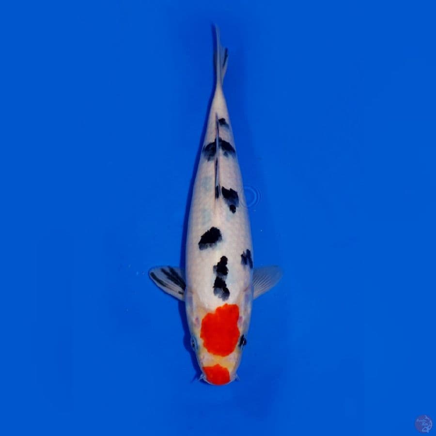UNIQUE - TANCHO SANKE KUCIBENI 26CM