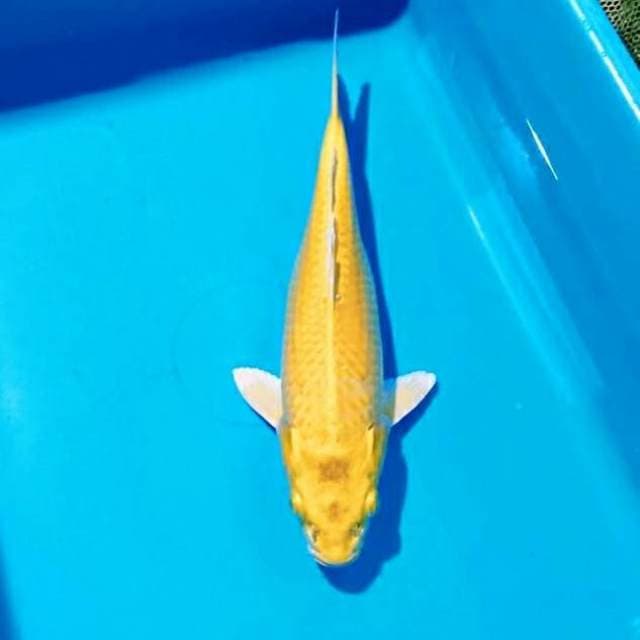 Ogon 29cm