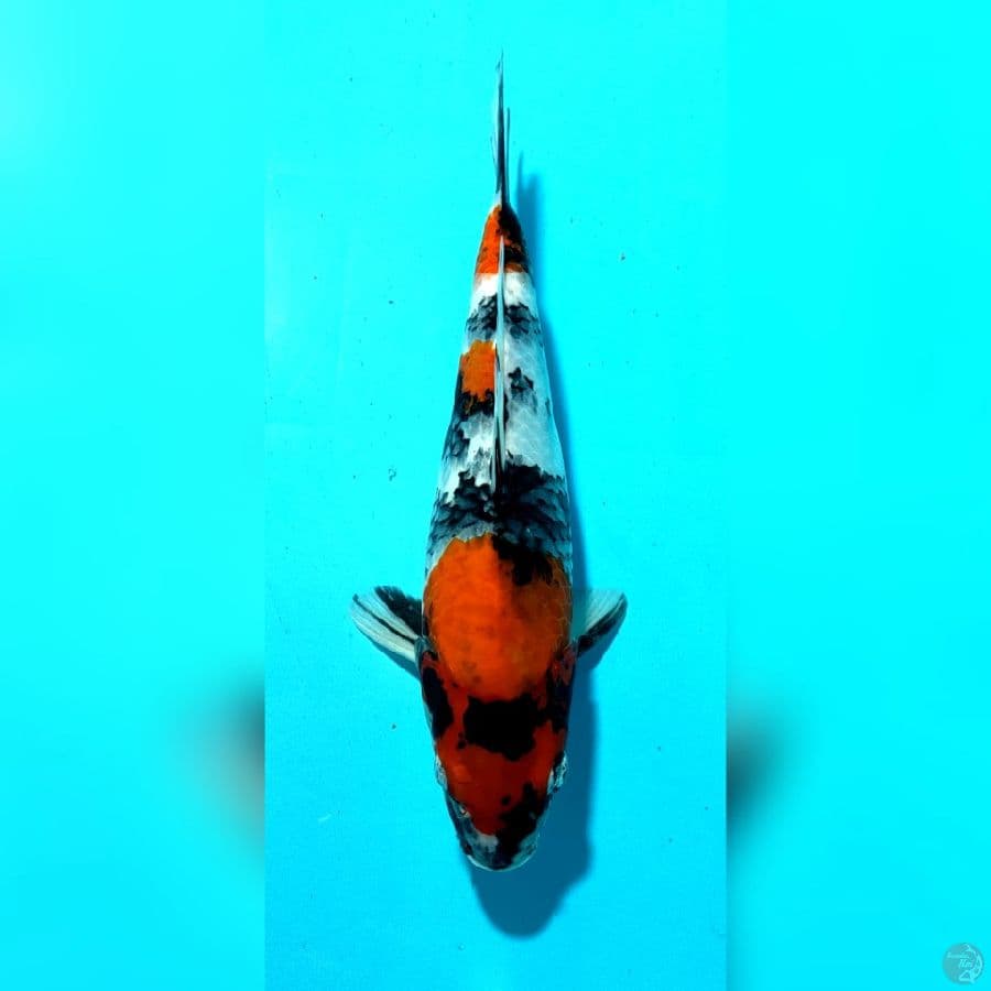 SHOWA HQ 32CM