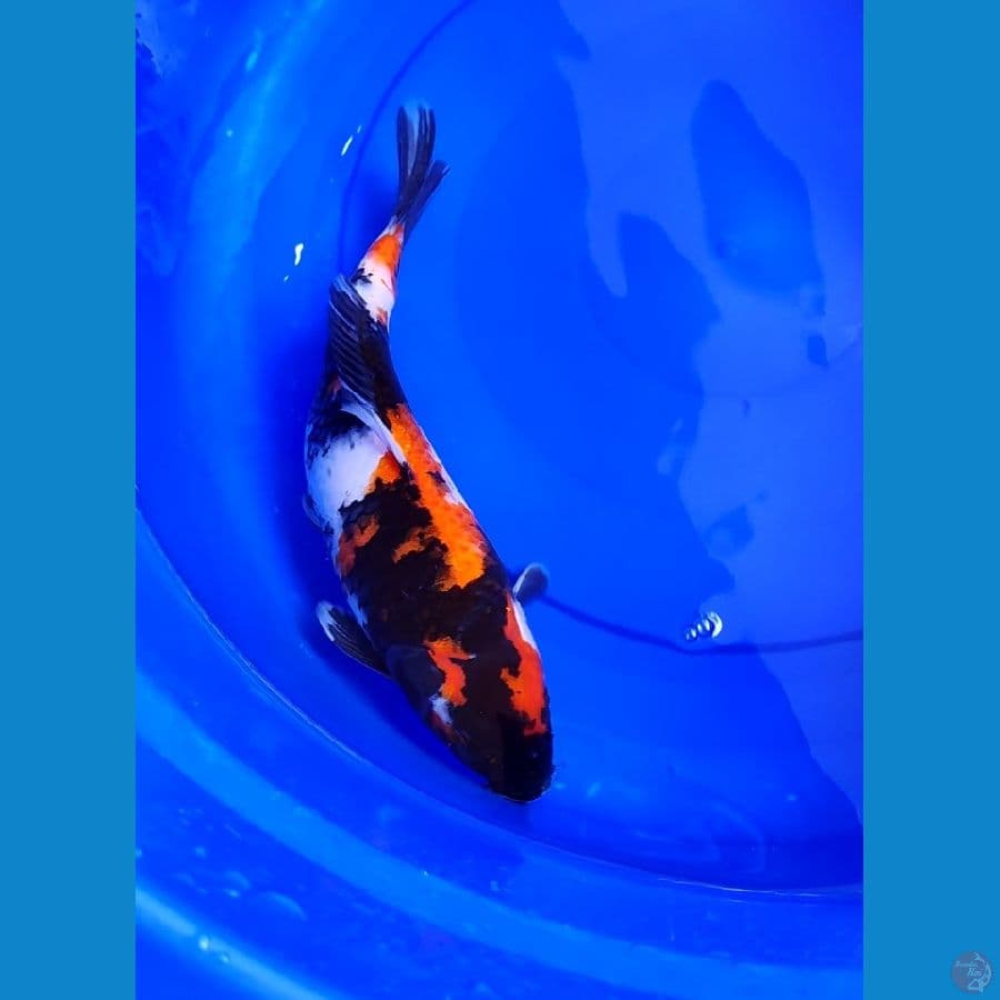 showa 37 cm