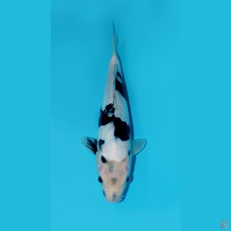 SHIRO DOITSU, 30CM