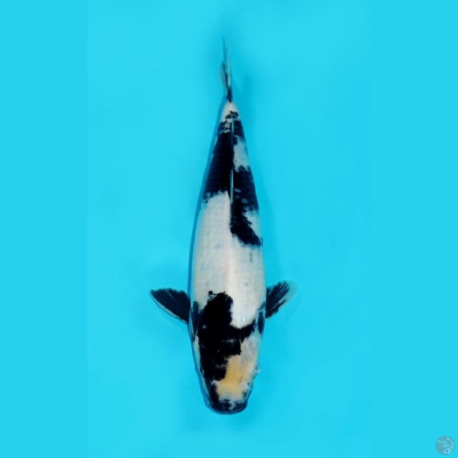 SHIRO TATEGOI, 33CM