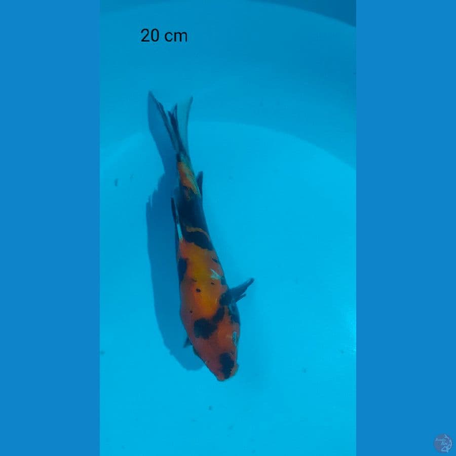 showa 20 cm