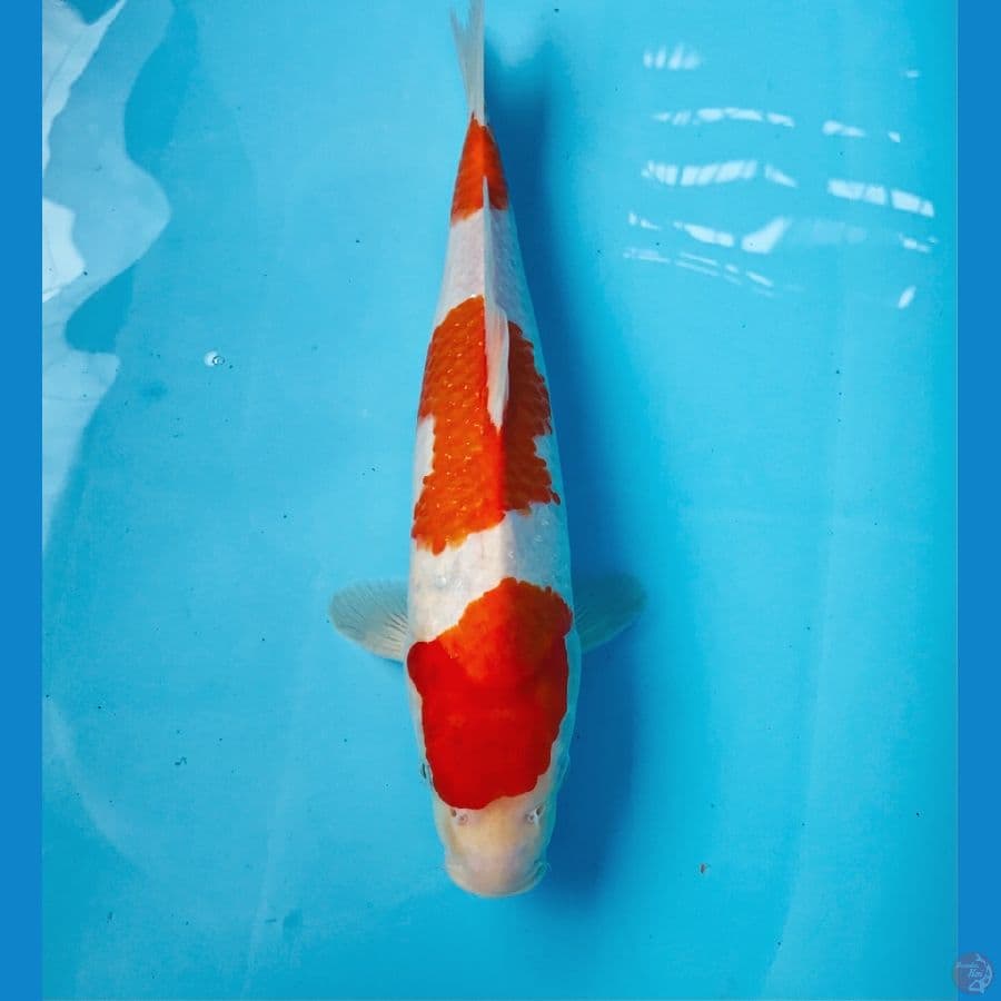 kohaku, 34 cm