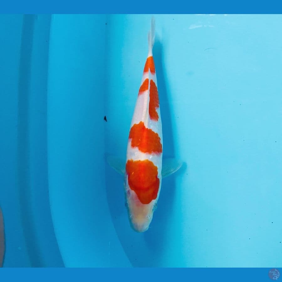 kohaku, 25 cm