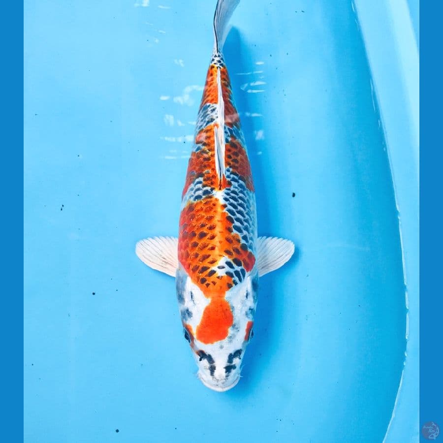 kujaku, 32 cm