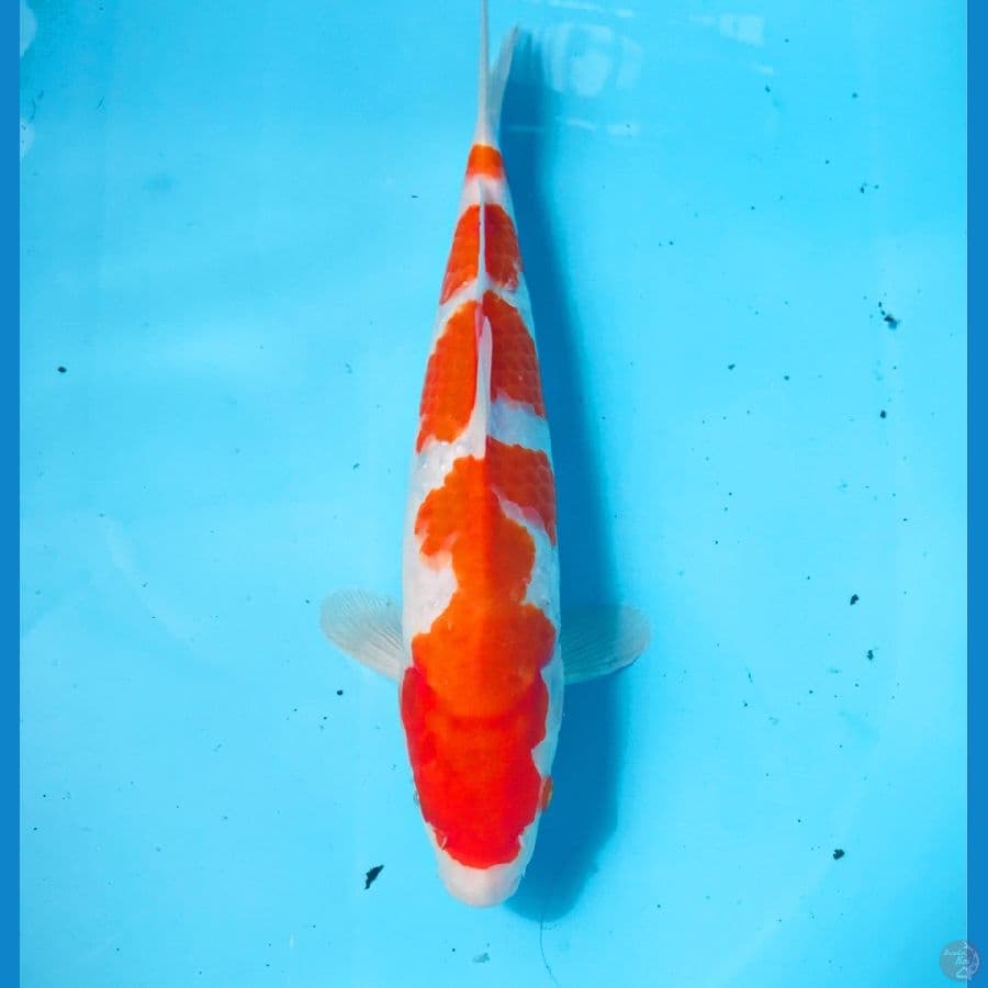 kohaku, male 30 cm