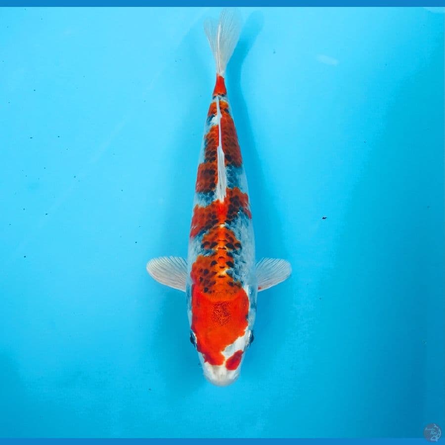 kujaku, 23 cm
