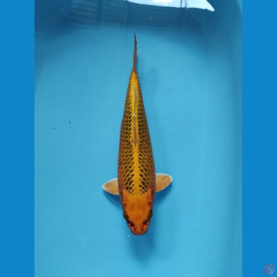 kin matsuba male 37cm