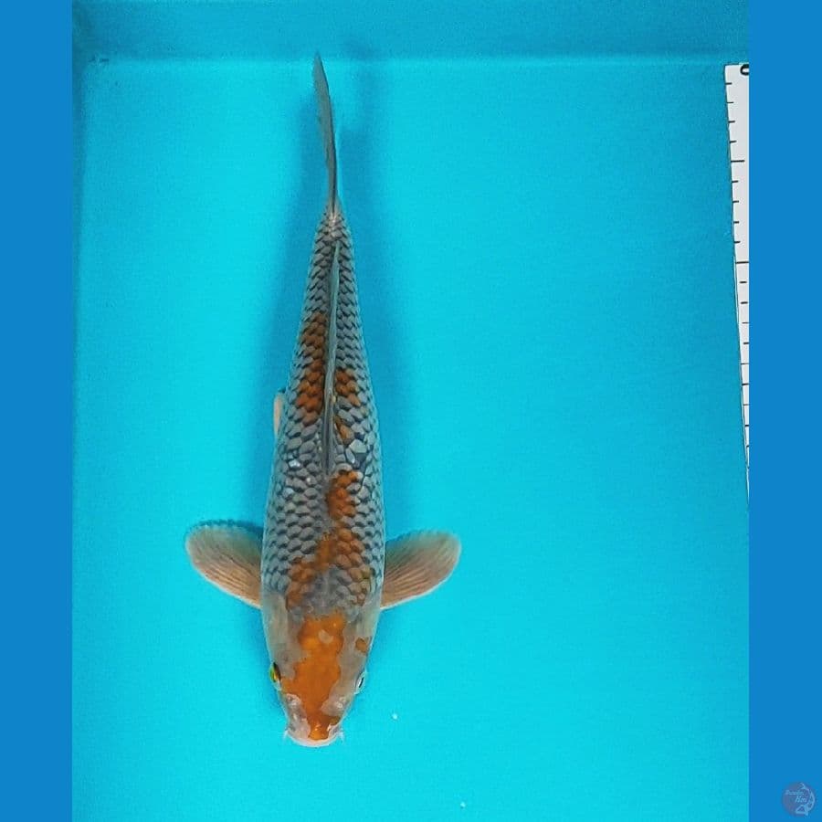 ochiba 30cm male