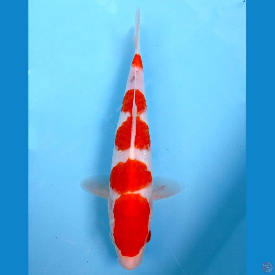 kohaku 24cm