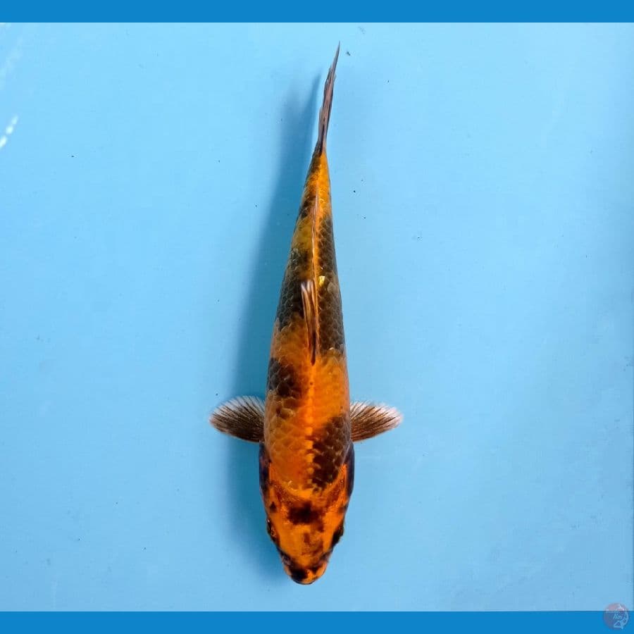 kin utsuri 19cm
